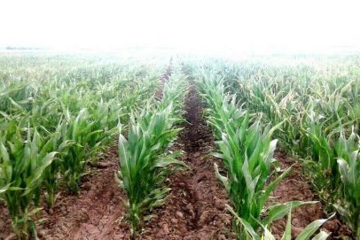 Zona de Rio Negro, campos con acceso a riego por rio y por canal